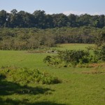 Gorumara_7