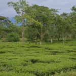 Samsing_4