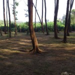 Tajpur_25