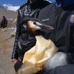 Gurudongmar_30