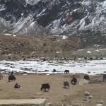 Gurudongmar_46