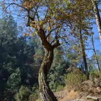 kausani_0010